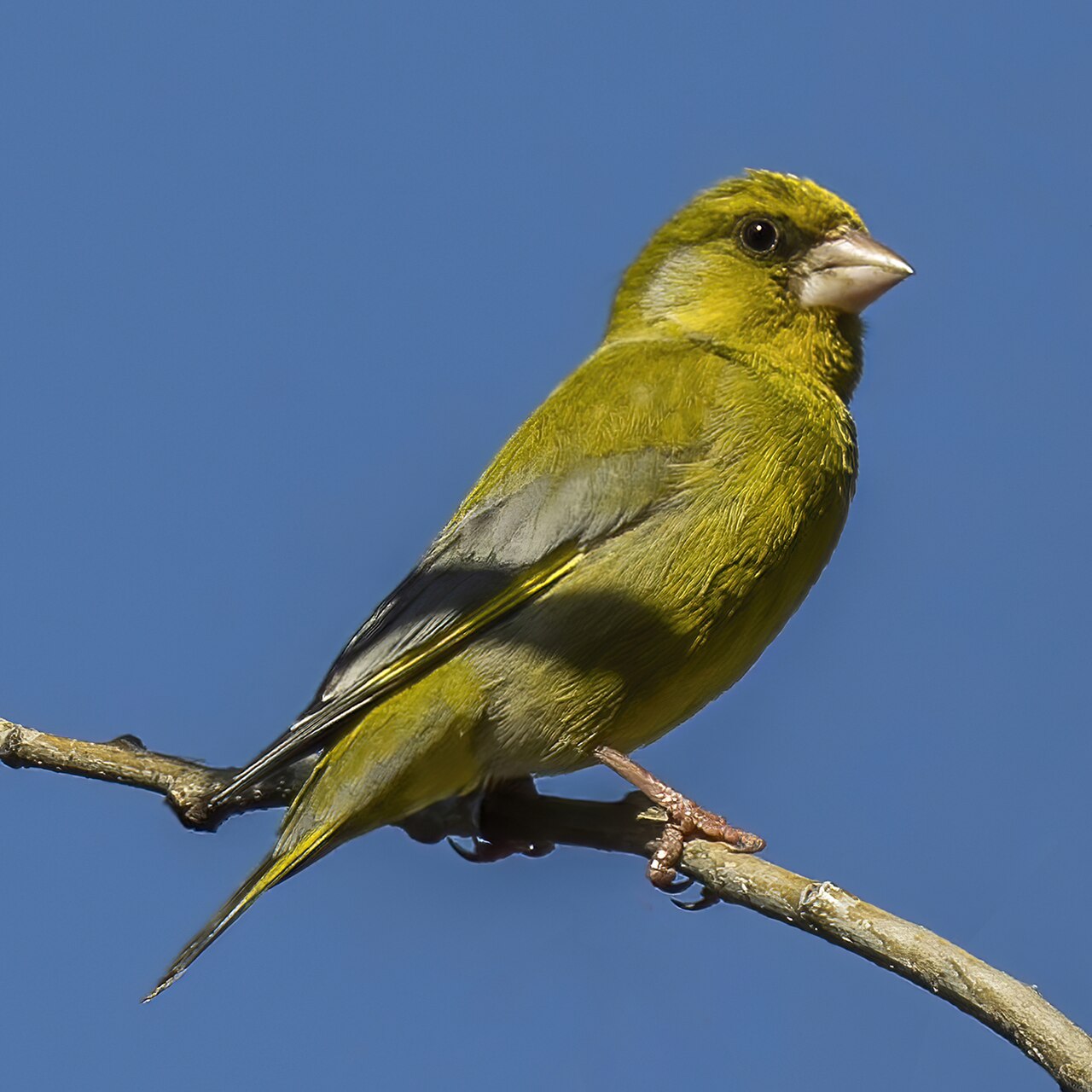 Groenling (Chloris chloris)