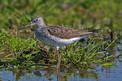 Groenpootruiter (Tringa nebularia)