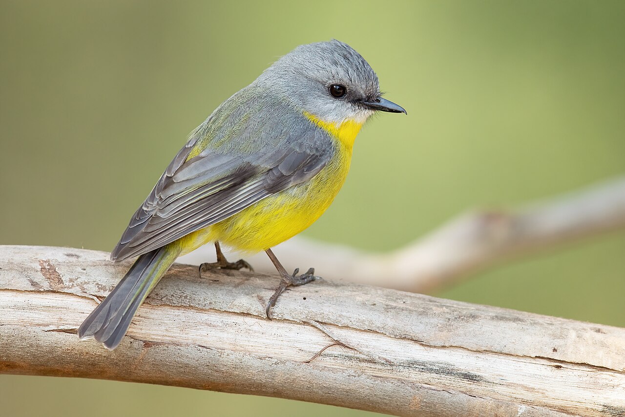 Eastern Yellow Robin (Eopsaltria australis)