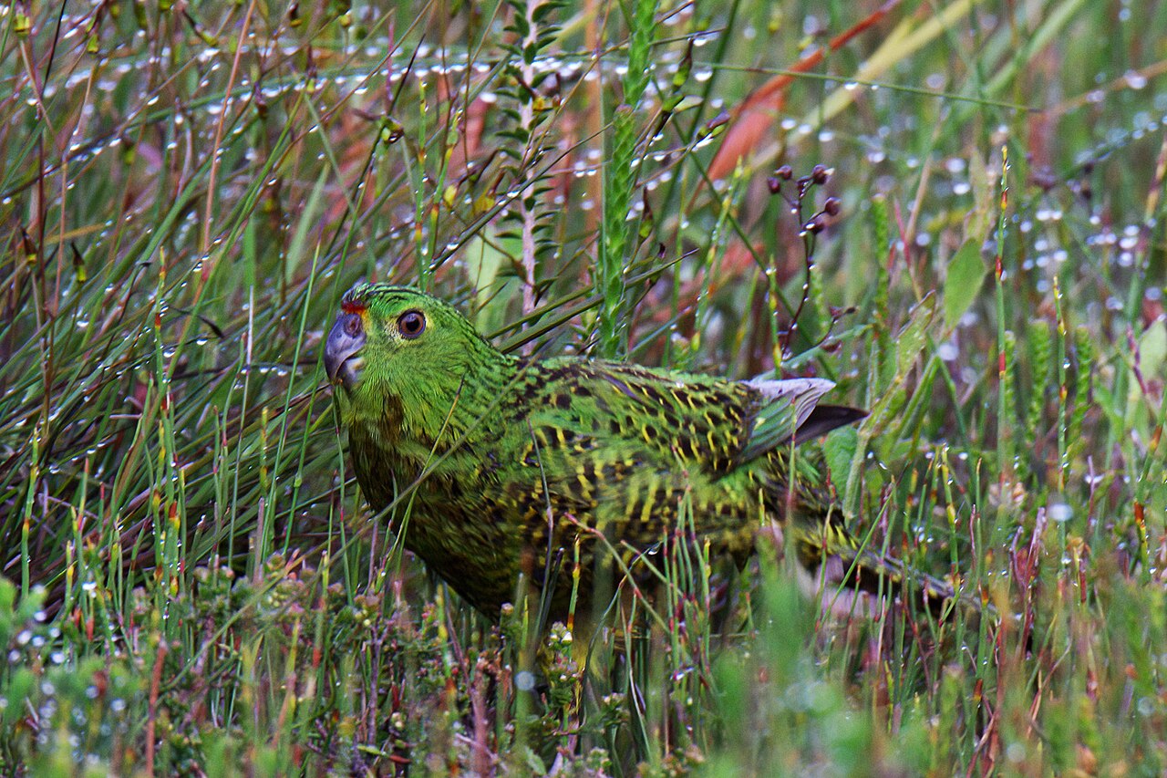 Ground Parrot (Pezoporus wallicus)