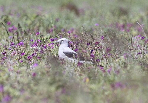 Grondrupsvogel (Coracina maxima)