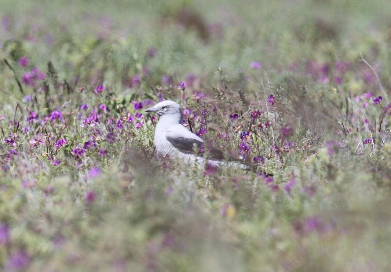 Oruguero terrestre (Coracina maxima)