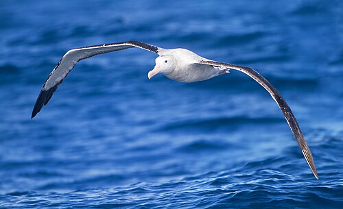 Grote albatros (Diomedea exulans)