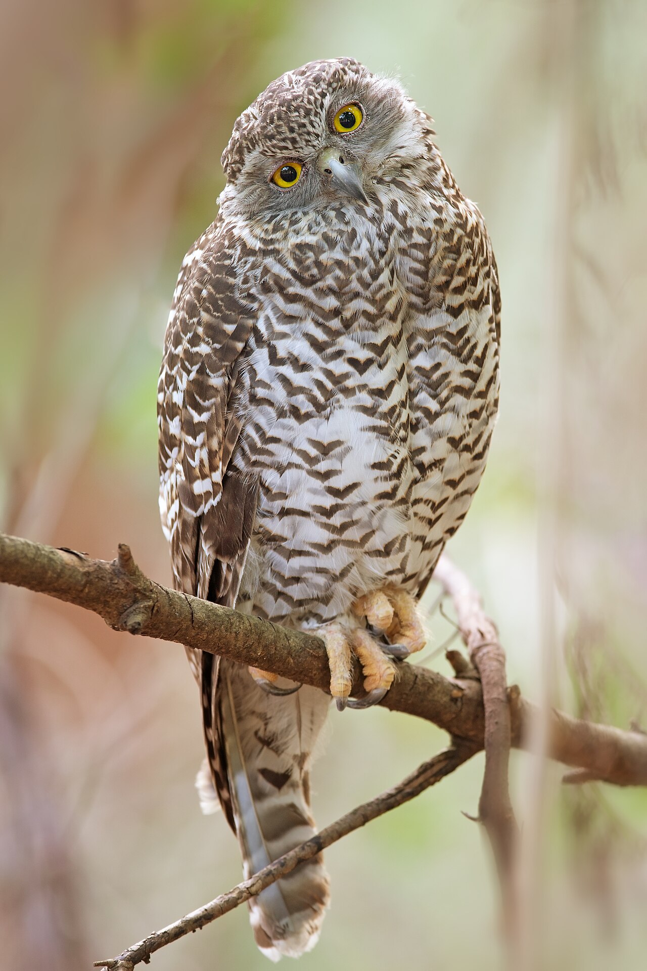 Powerful Owl (Ninox strenua)