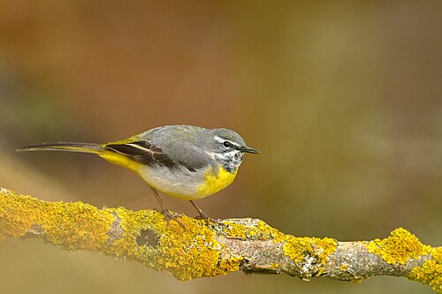 Grote gele kwikstaart (Motacilla cinerea)