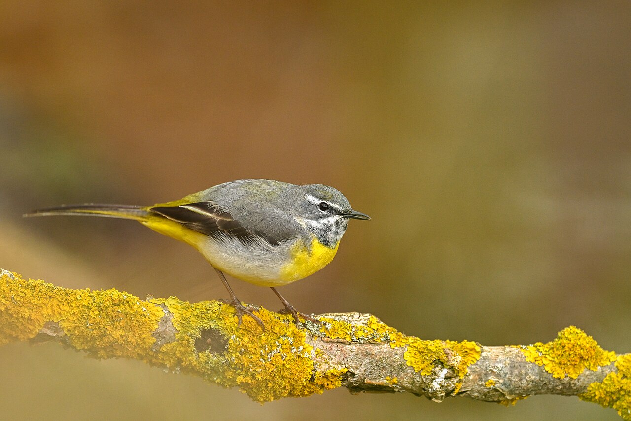 Lavandera cascadeña (Motacilla cinerea)