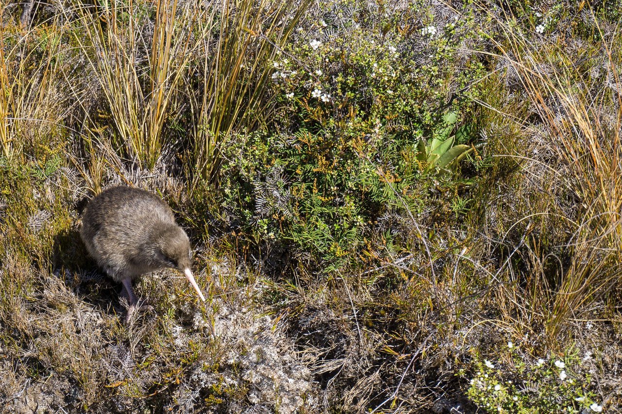 Kiwi moteado mayor (Apteryx maxima)