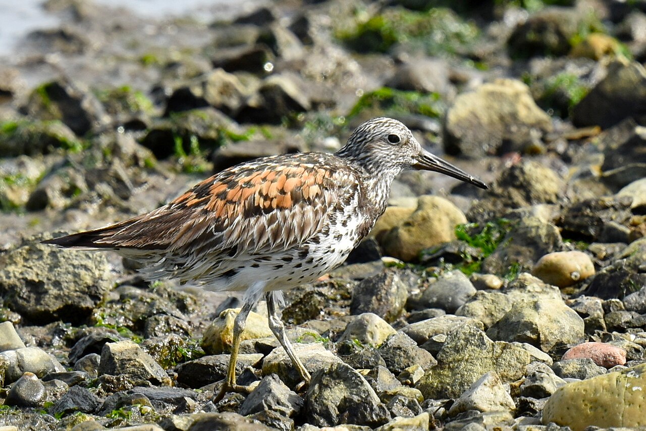 Grote kanoet (Calidris tenuirostris)