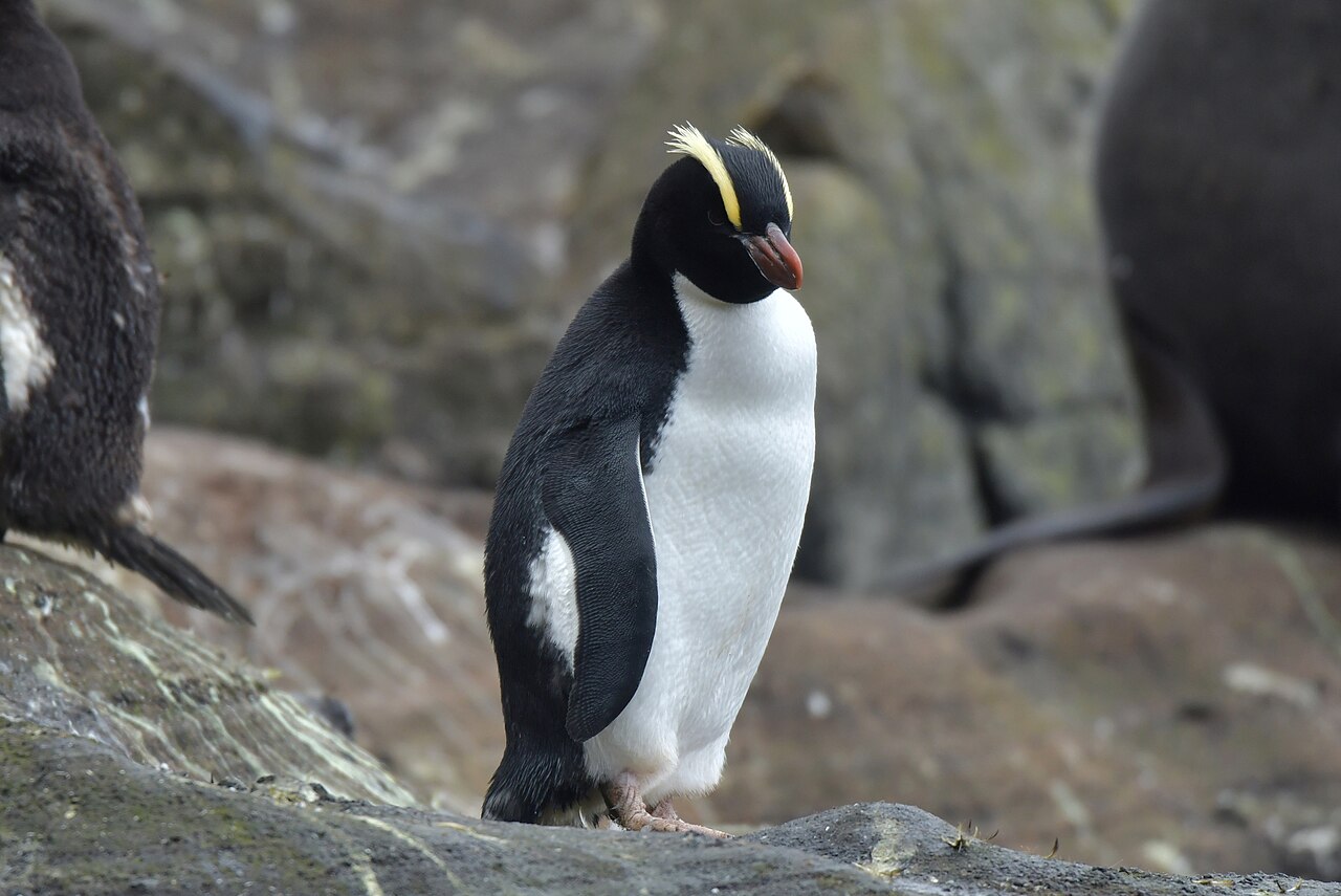Grote kuifpinguïn (Eudyptes sclateri)