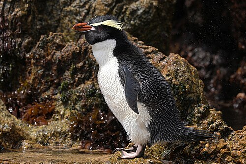 Grote kuifpinguïn (Eudyptes robustus)