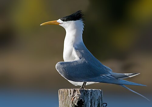 Grote kuifstern (Thalasseus bergii)