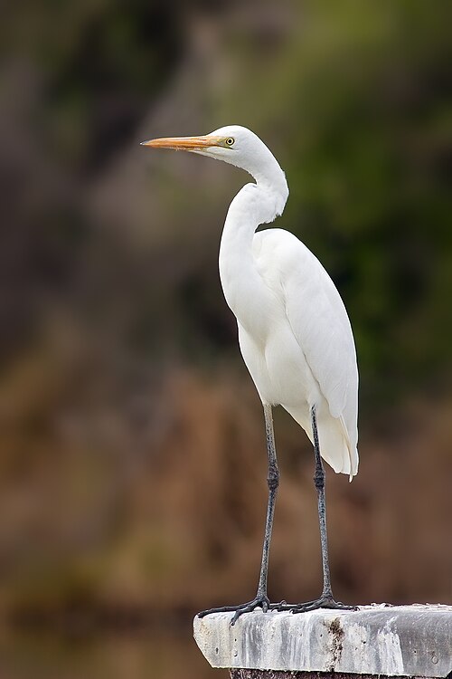 Grote zilverreiger (Ardea alba)