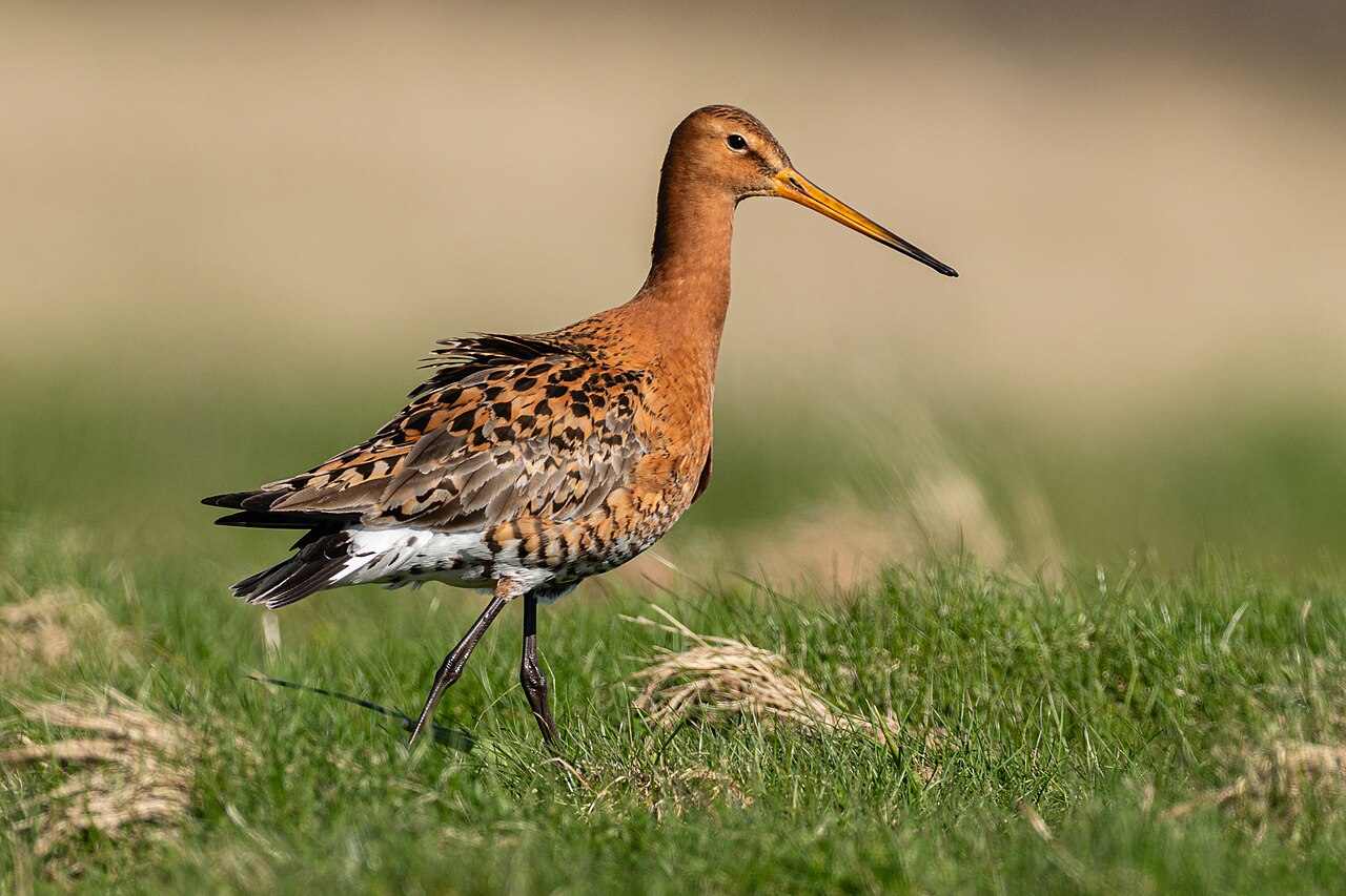 Aguja colinegra (Limosa limosa)