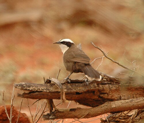 Halls babbelaar (Pomatostomus halli)