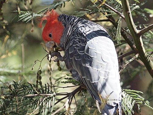 Helmkaketoe (Callocephalon fimbriatum)