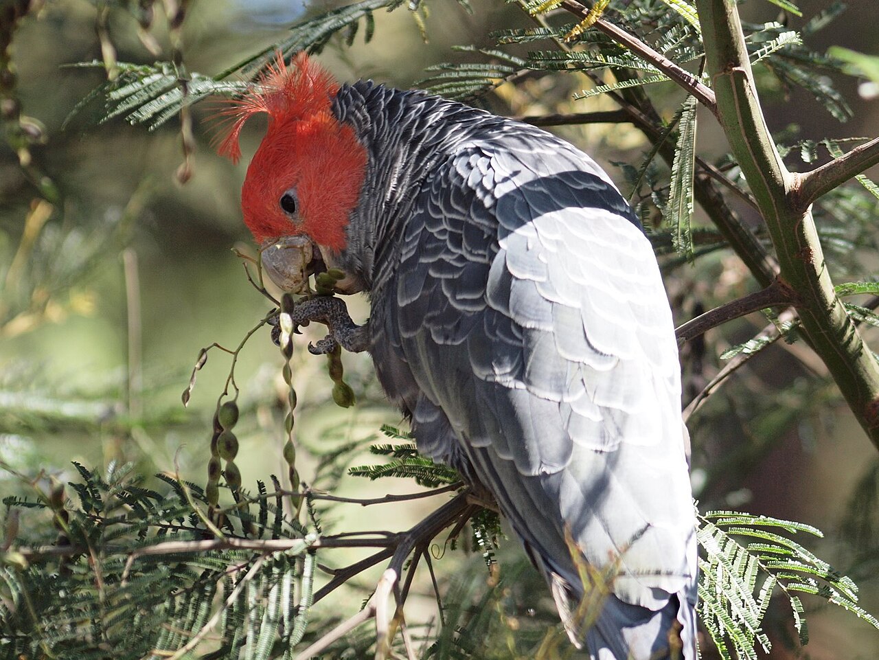 Gang-gang Cockatoo (Callocephalon fimbriatum)