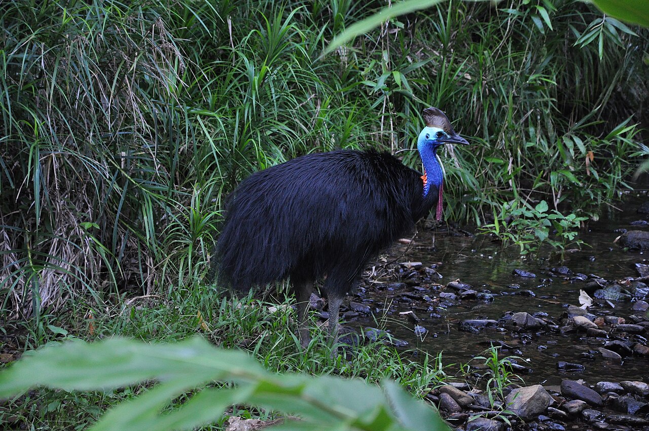 Casuario austral (Casuarius casuarius)