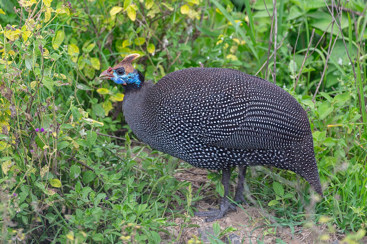 Gallina de Guinea (Numida meleagris)