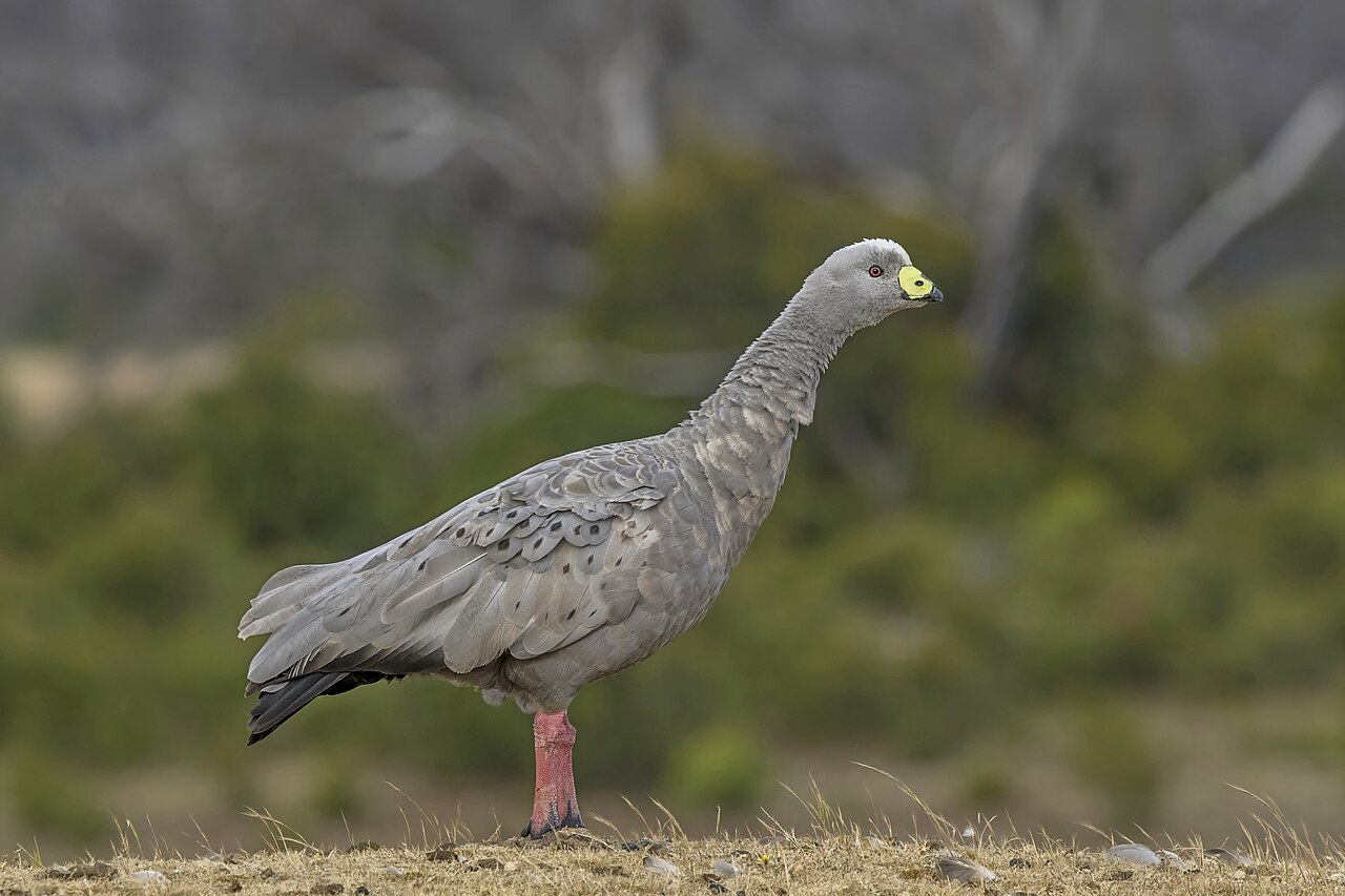 Ganso ceniciento (Cereopsis novaehollandiae)