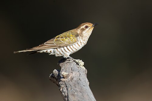 Horsfields bronskoekoek (Chalcites basalis)
