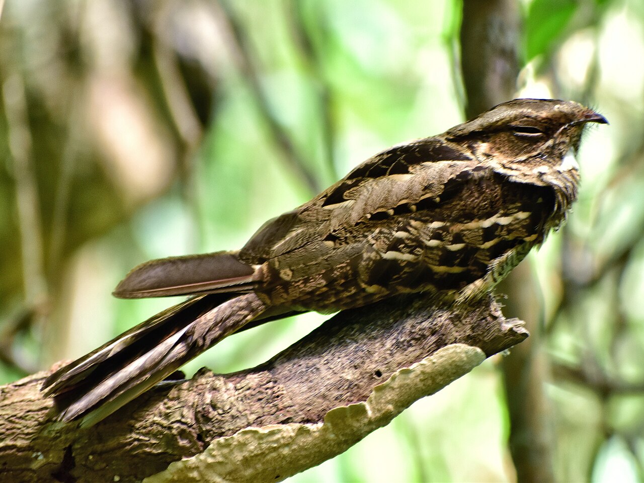 Large-tailed Nightjar (Caprimulgus macrurus)