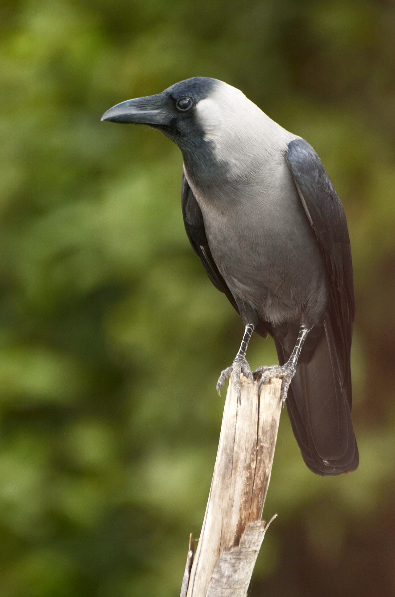 Cuervo casero (Corvus splendens)