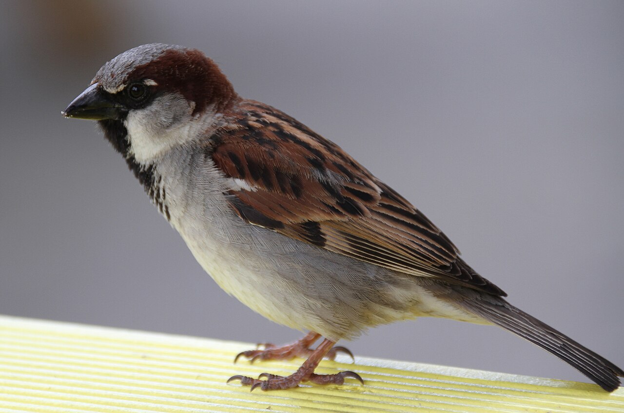 Huismus (Passer domesticus)
