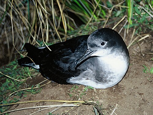 Hutton-pijlstormvogel (Puffinus huttoni)