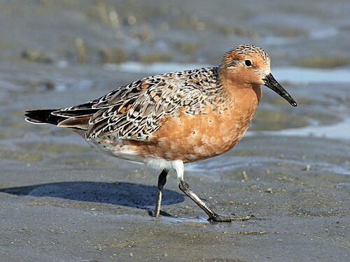 Ijslandse strandloper (Calidris canutus)