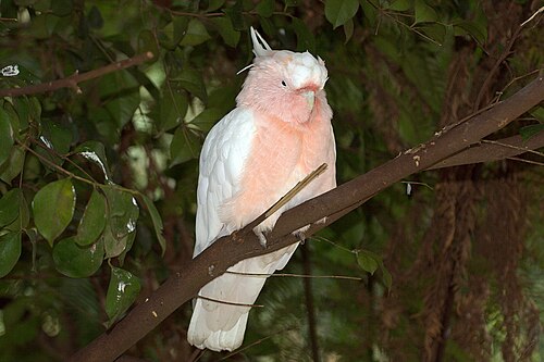 Incakaketoe (Cacatua leadbeateri)