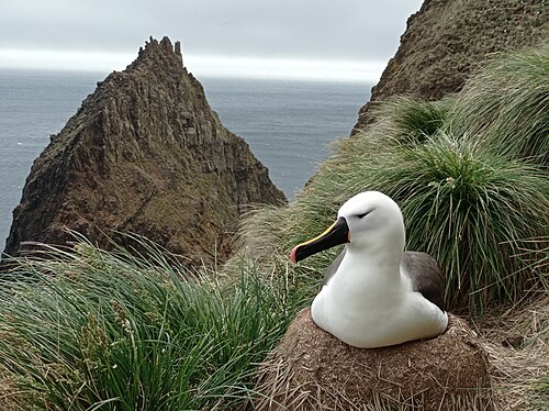 Indische geelneusalbatros (Thalassarche carteri)