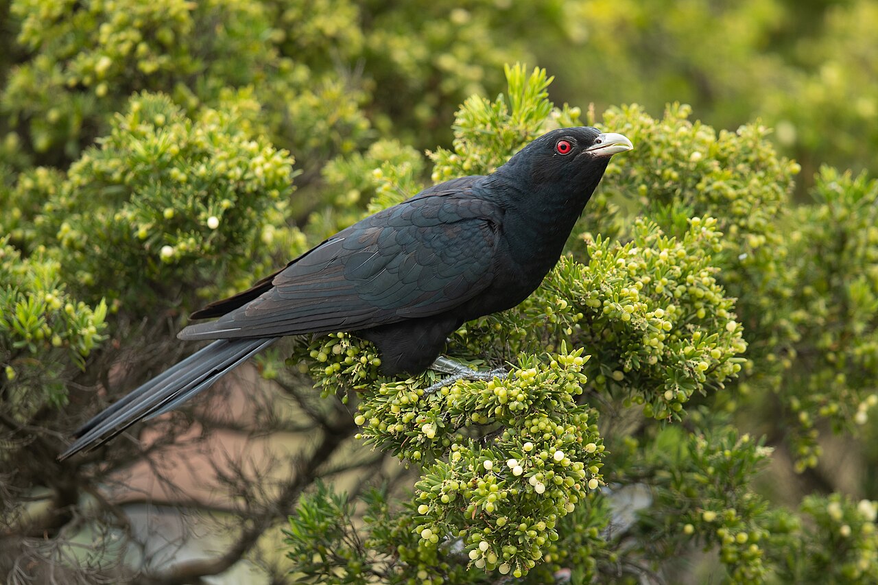 Indische koël (Eudynamys orientalis)