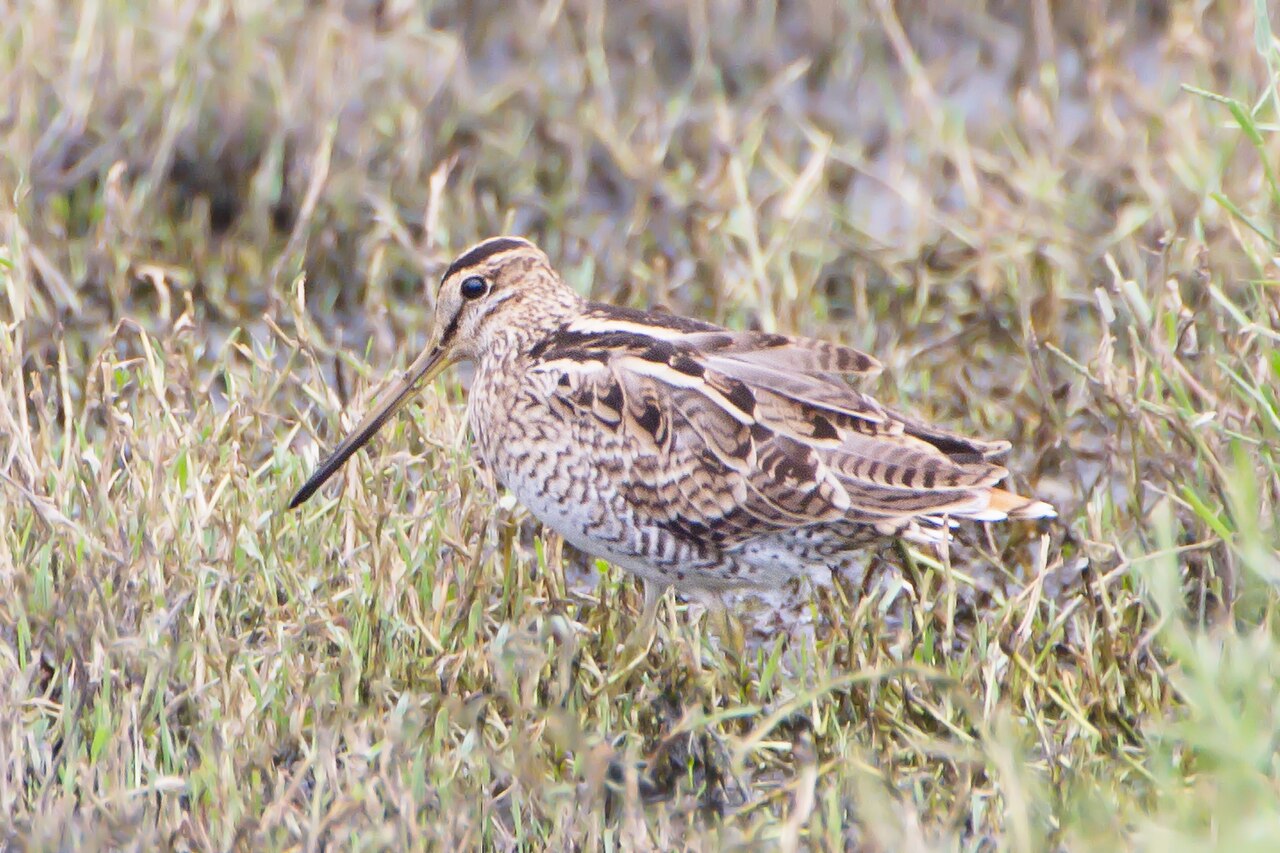Agachadiza japonesa (Gallinago hardwickii)