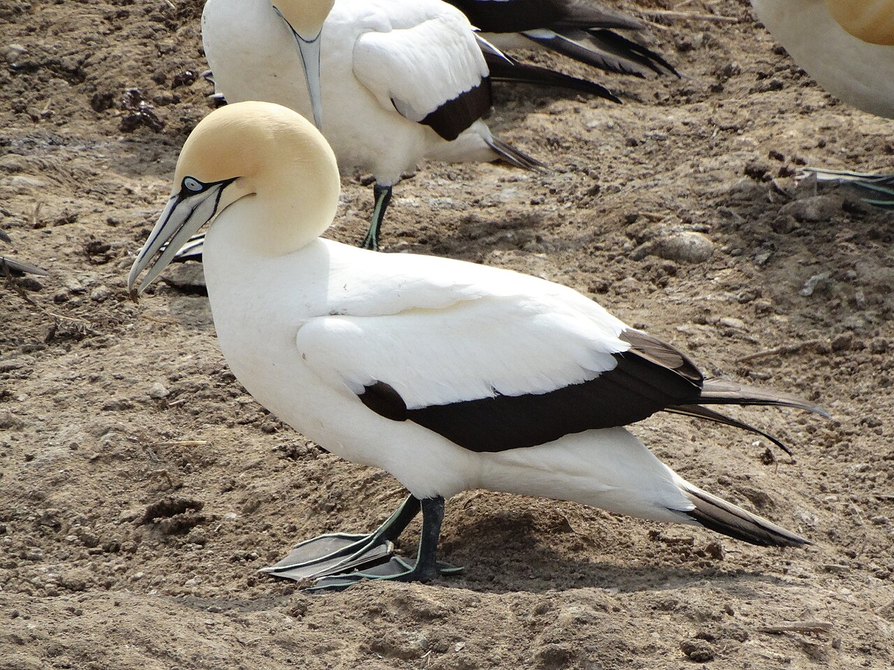 Kaapse jan-van-gent (Morus capensis)