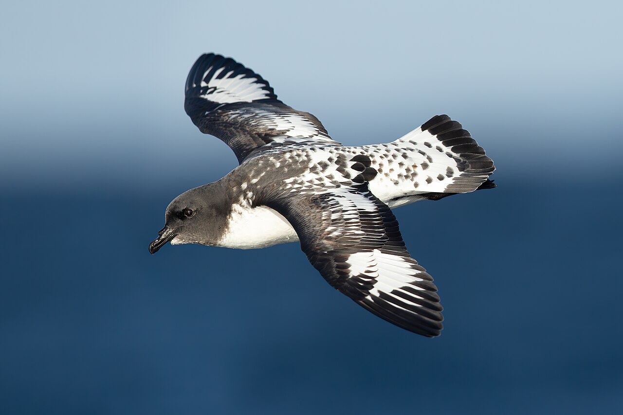 Kaapse stormvogel (Daption capense)