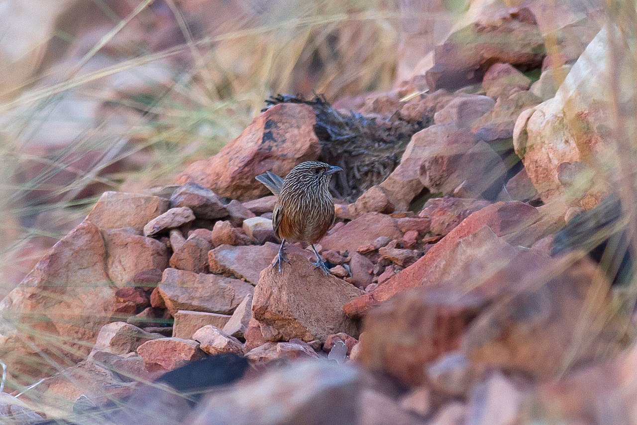 Kalkadoongrassluiper (Amytornis ballarae)