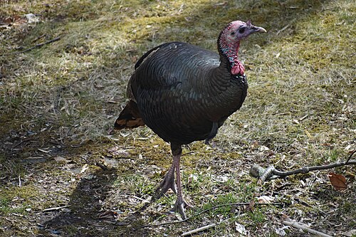Kalkoen (Meleagris gallopavo)