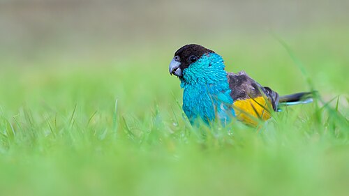 Kapparkiet (Psephotellus dissimilis)