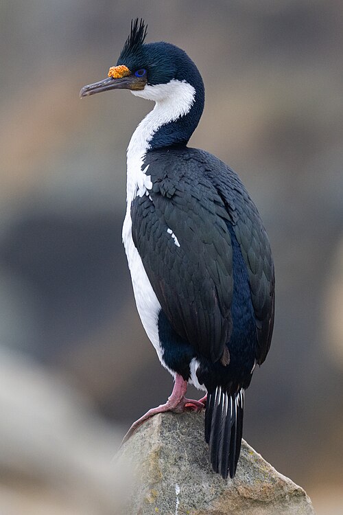 Keizeraalscholver (Leucocarbo atriceps)