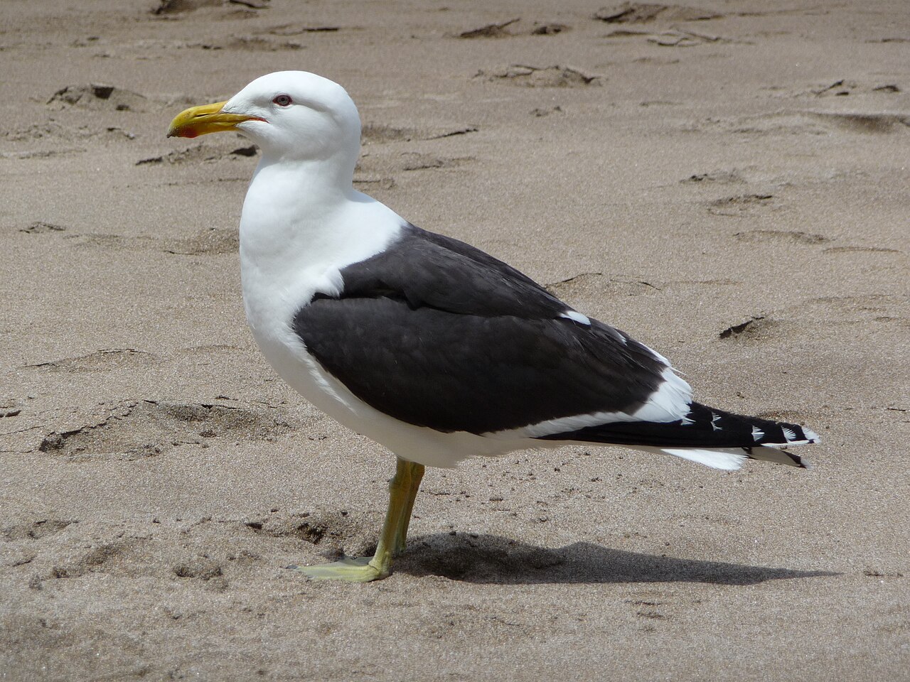 Gaviota dominicana (Larus dominicanus)