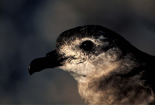 Kermadecstormvogel (Pterodroma neglecta)