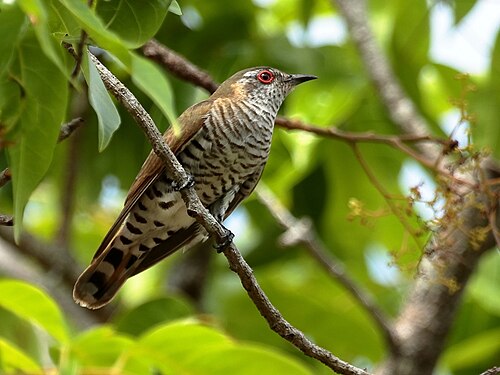 Kleine bronskoekoek (Chalcites minutillus)
