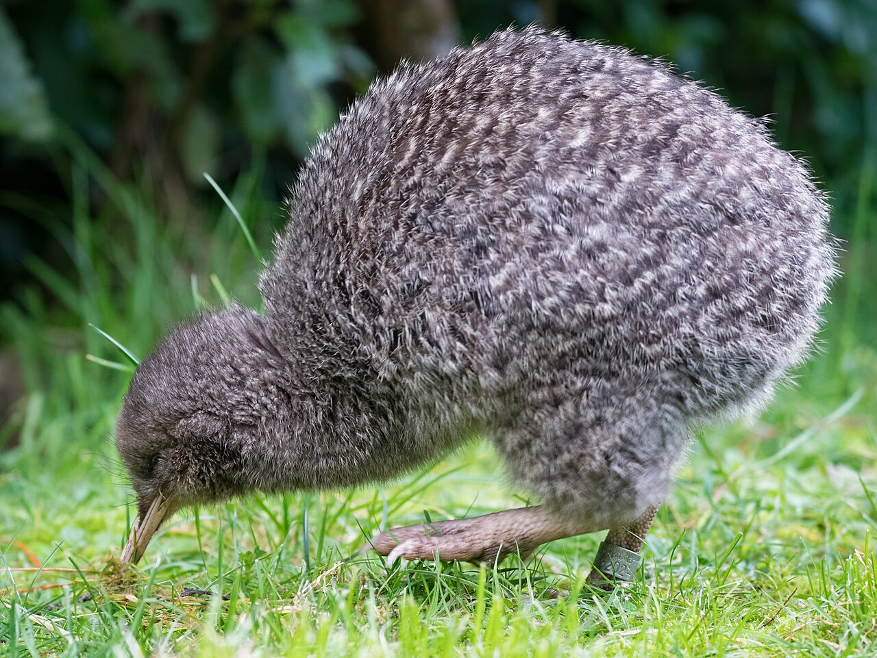 Little Spotted Kiwi (Apteryx owenii)