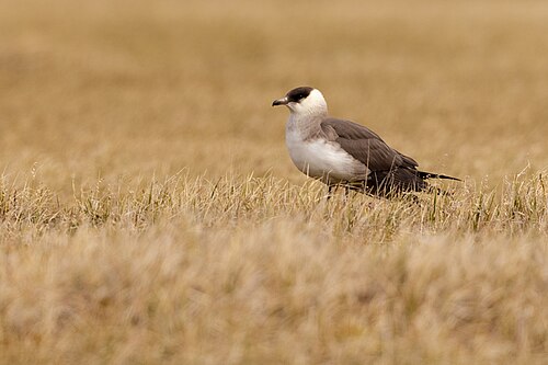 Kleine jager (Stercorarius parasiticus)