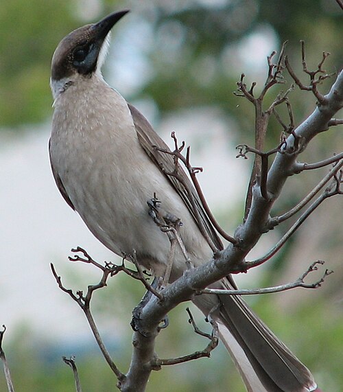 Kleine lederkop (Philemon citreogularis)