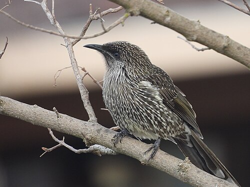 Kleine lelhoningeter (Anthochaera chrysoptera)