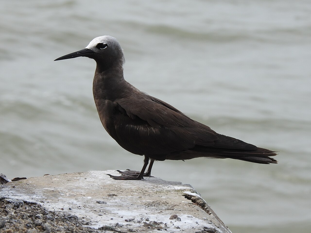 Lesser Noddy (Anous tenuirostris)