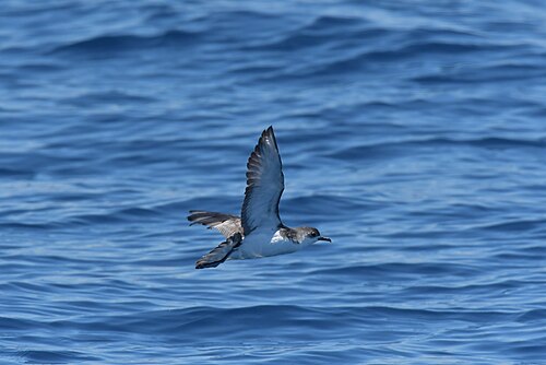 Kleine pijlstormvogel (Puffinus assimilis)