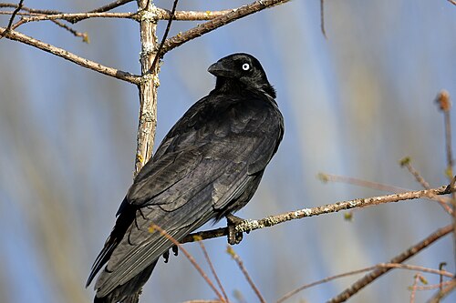 Kleine raaf (Corvus mellori)