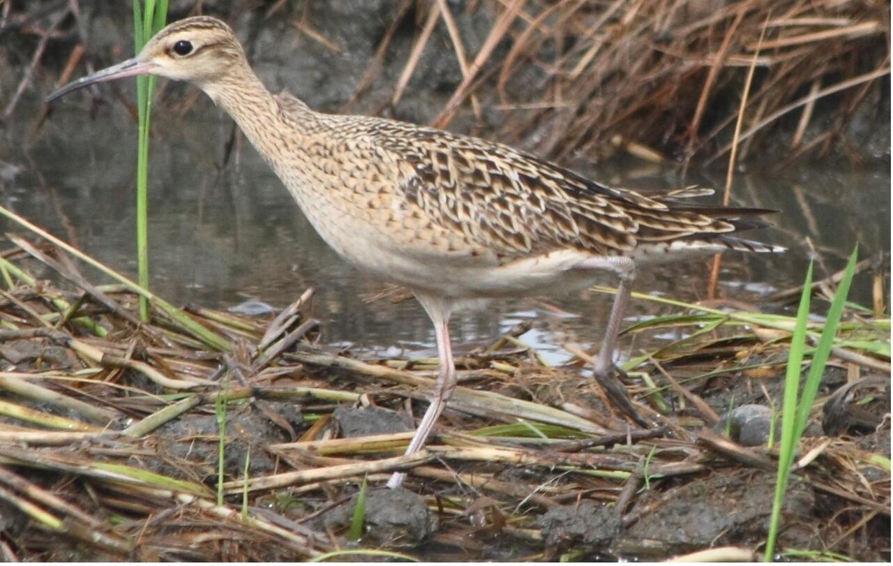 Kleine regenwulp (Numenius minutus)